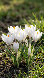 Crocus 'Jeanne d'Arc' - Harding & Bloom