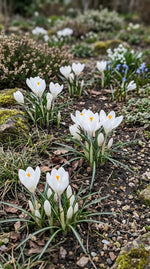 Crocus 'Jeanne d'Arc' - Harding & Bloom