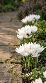 Crocus 'Jeanne d'Arc' - Harding & Bloom