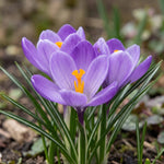 Crocus 'Grand Maitre' (Large Flowering crocus) - Harding & Bloom