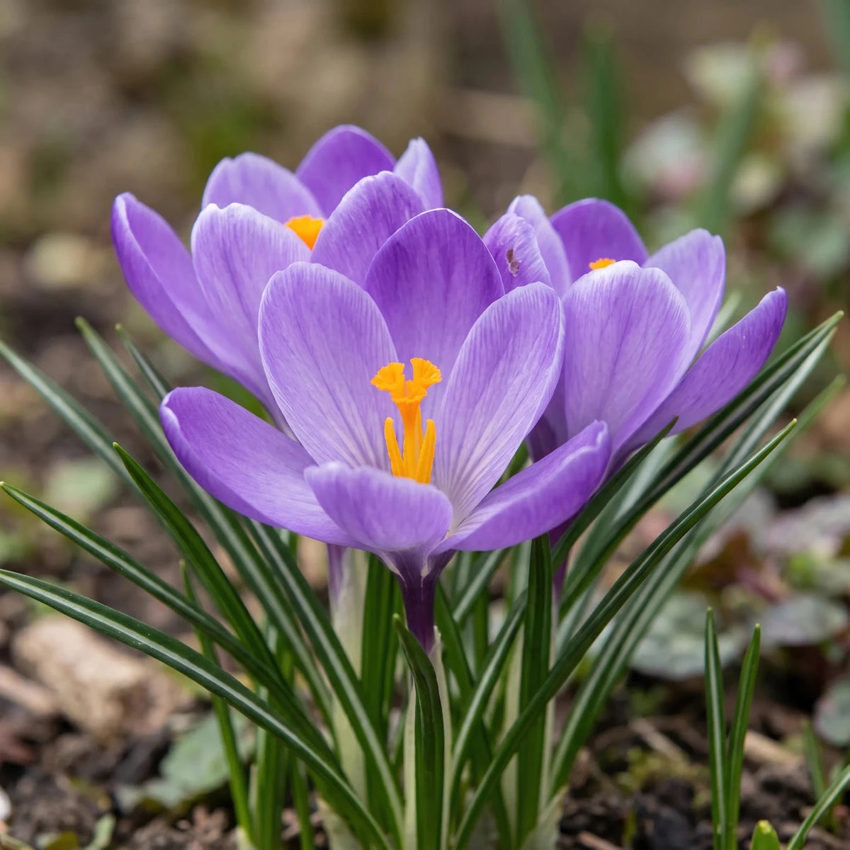 Crocus 'Grand Maitre' (Large Flowering crocus) - Harding & Bloom