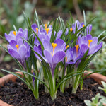 Crocus 'Grand Maitre' (Large Flowering crocus) - Harding & Bloom