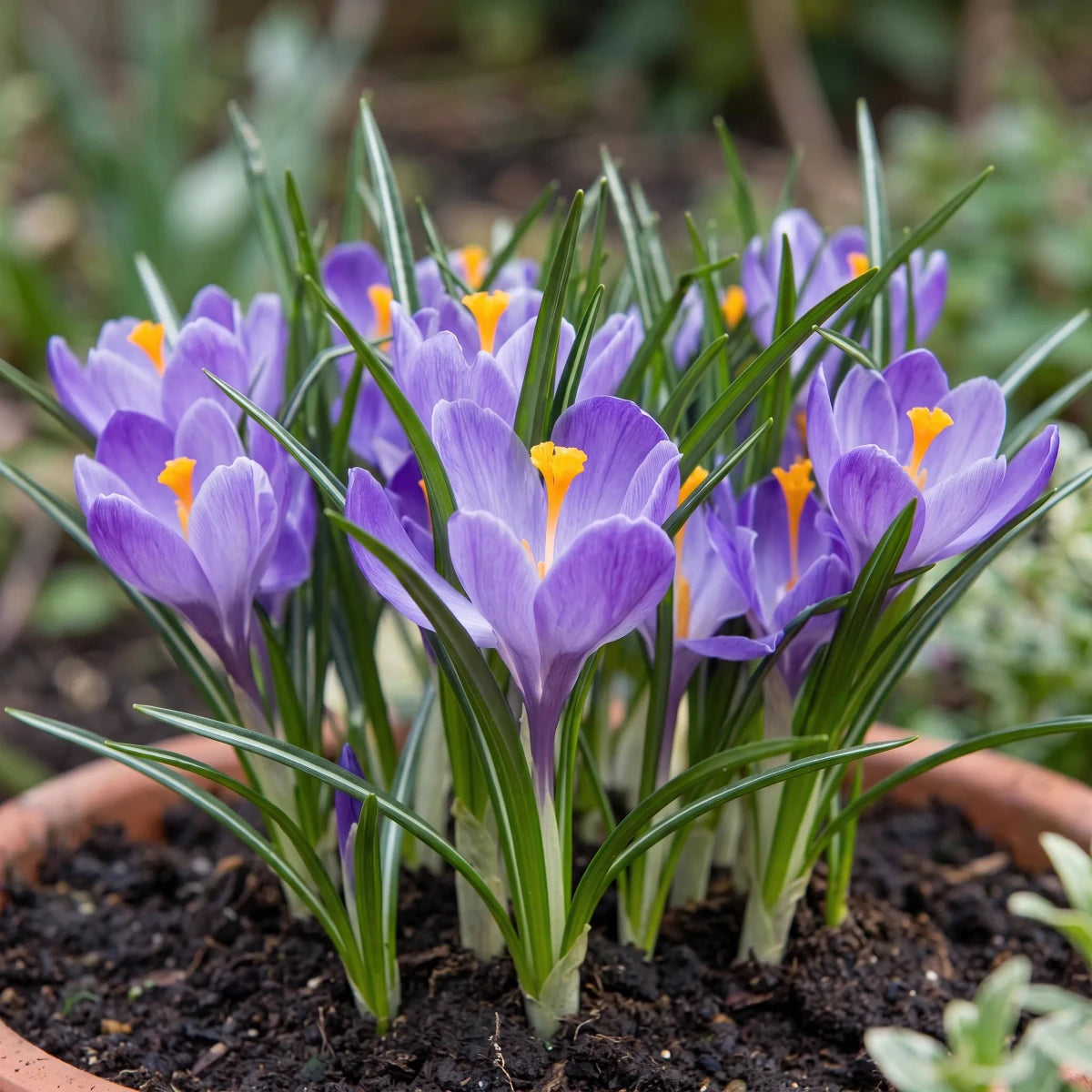 Crocus 'Grand Maitre' (Large Flowering crocus) - Harding & Bloom