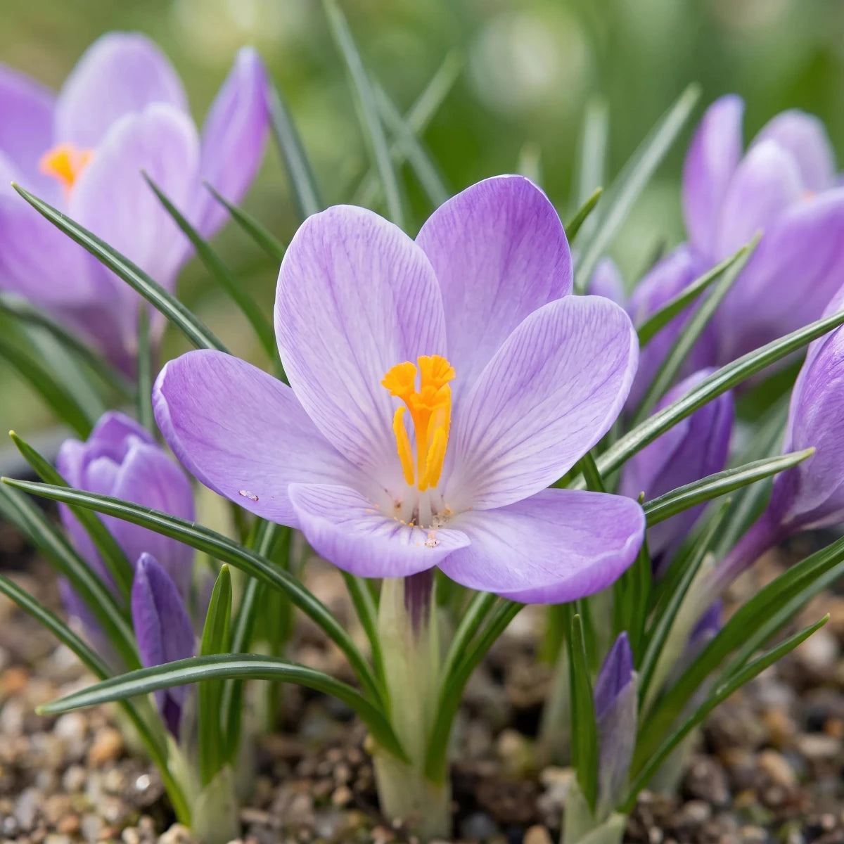 Crocus 'Grand Maitre' (Large Flowering crocus) - Harding & Bloom