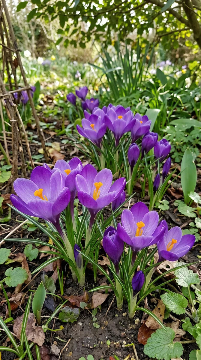 Crocus 'Grand Maitre' (Large Flowering crocus) - Harding & Bloom