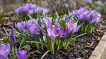 Crocus 'Grand Maitre' (Large Flowering crocus) - Harding & Bloom