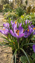 Crocus 'Grand Maitre' (Large Flowering crocus) - Harding & Bloom