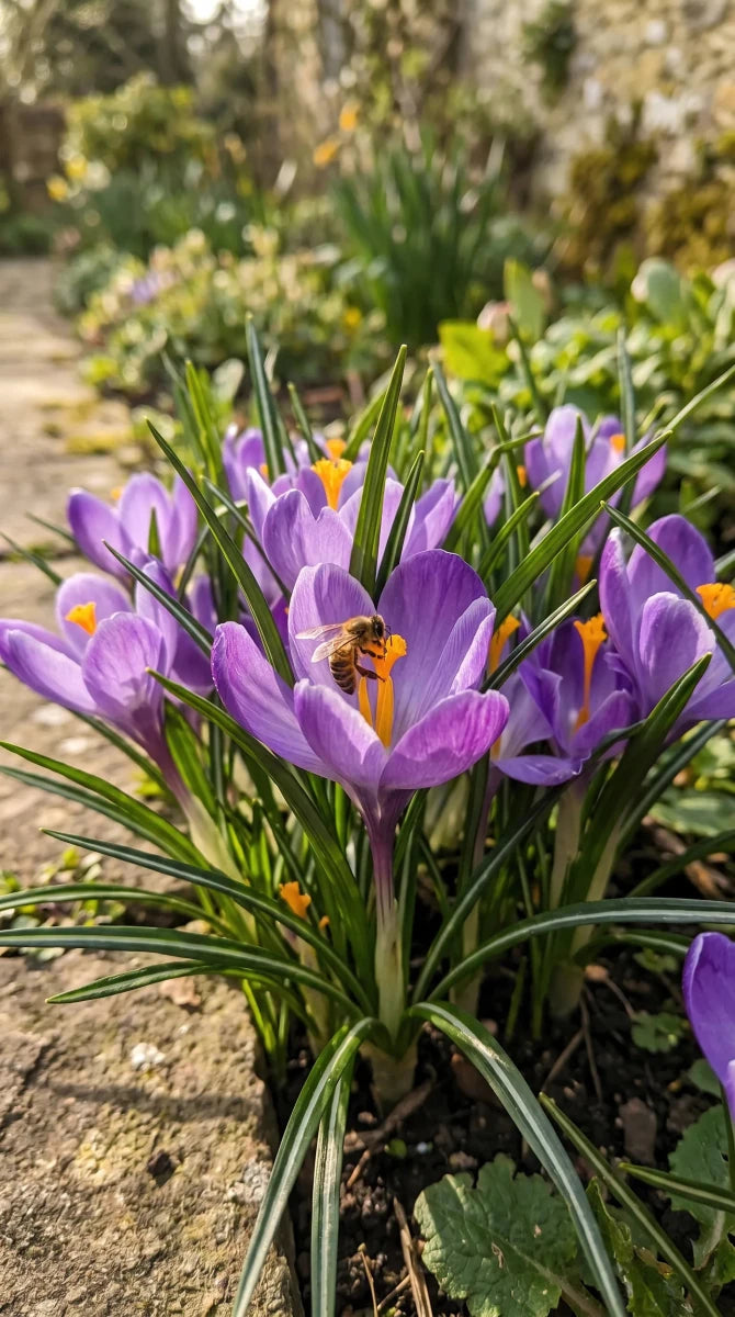 Crocus 'Grand Maitre' (Large Flowering crocus) - Harding & Bloom