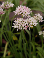 Allium 'Cameleon' - image 2