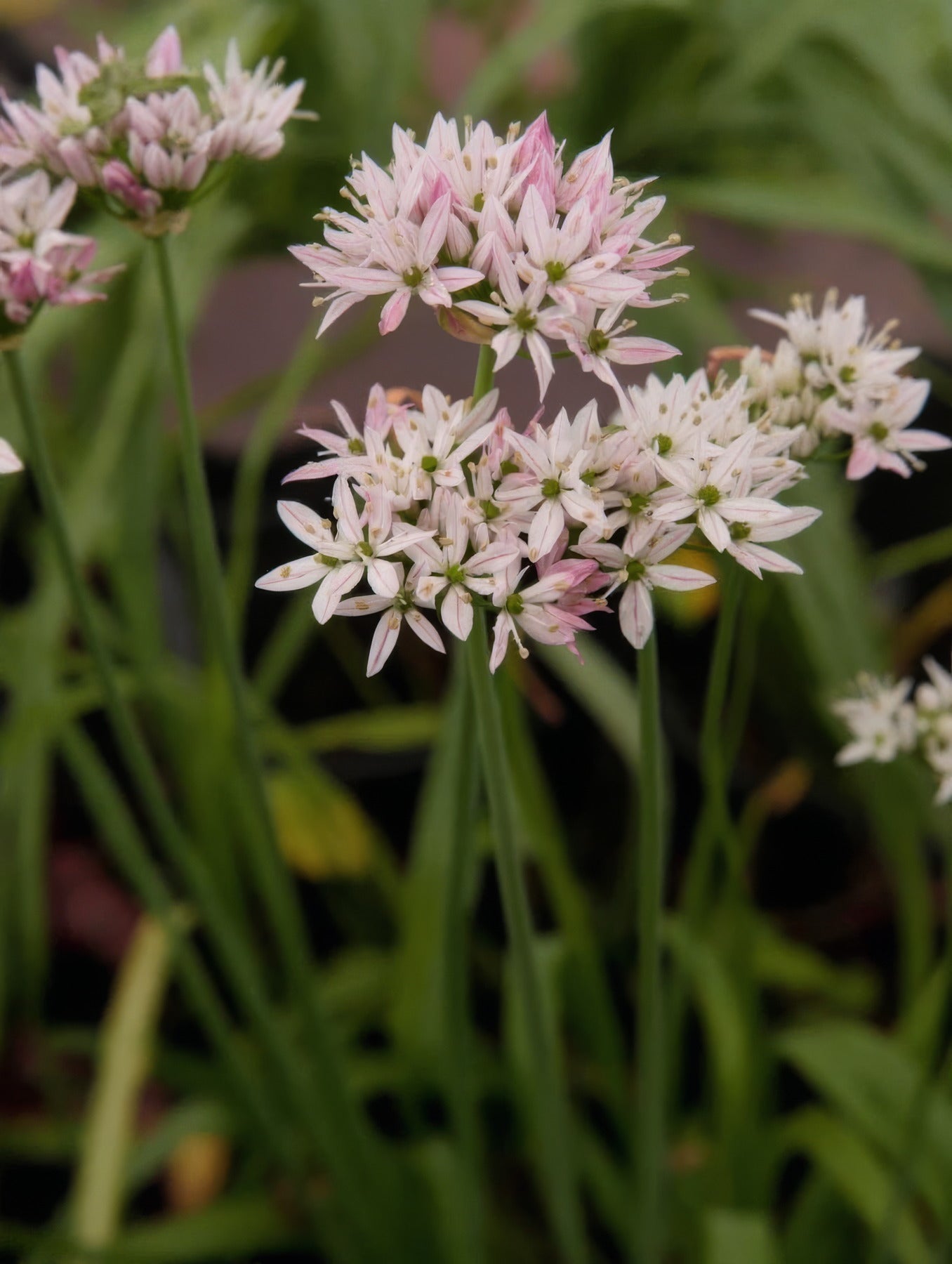 Allium 'Cameleon' - image 2