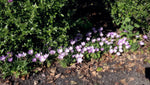 Colchicum autumnale - image 2