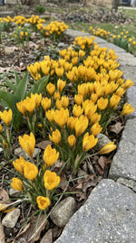 Crocus 'Fuscotinctus' - image 2