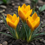 Crocus 'Gipsy Girl' (Species Crocus) - Harding & Bloom
