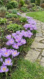 Crocus 'Striped Bird' - image 2