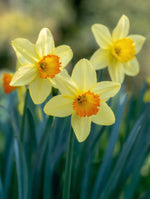 Daffodil 'Red Devon' - image 2