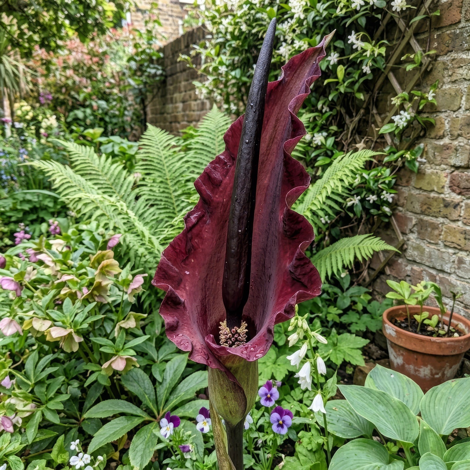 Dracunculus vulgaris - image 2