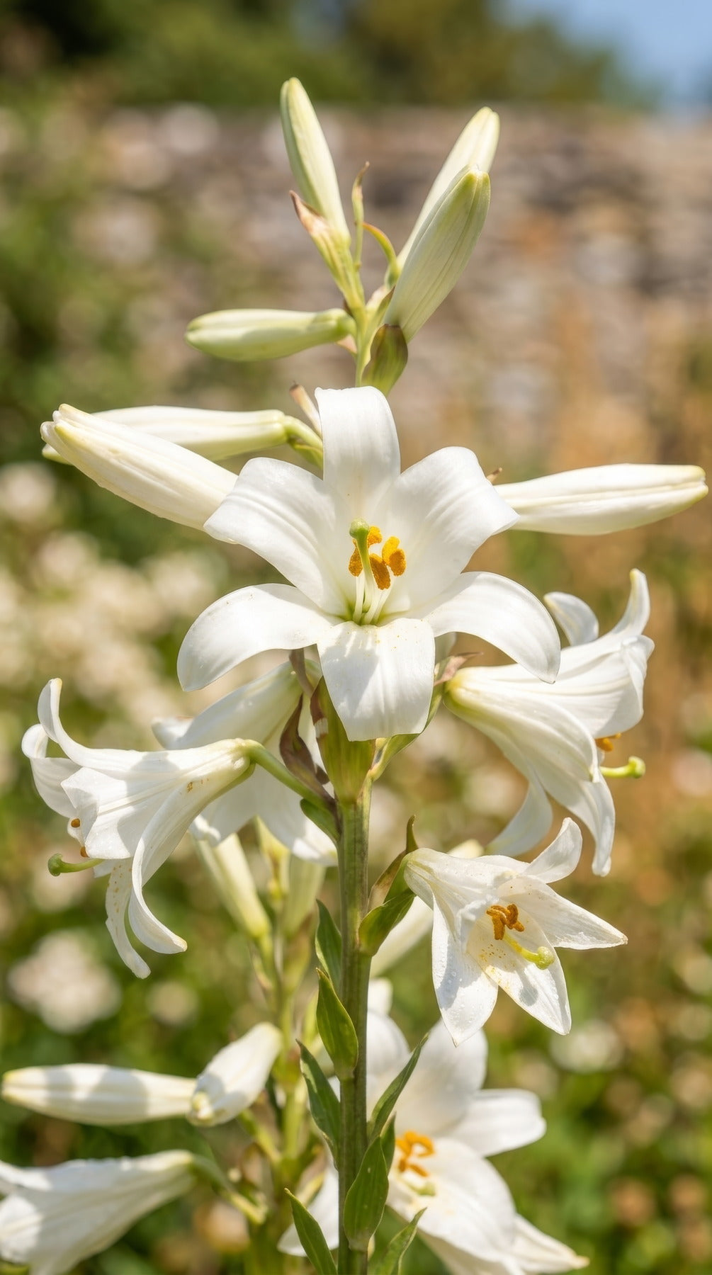 Lilium candidum - image 2