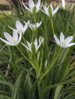 Ornithogalum umbellatum - image 2