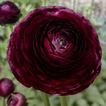 Close-up of a deep burgundy Ranunculus Elegance Noir bloom