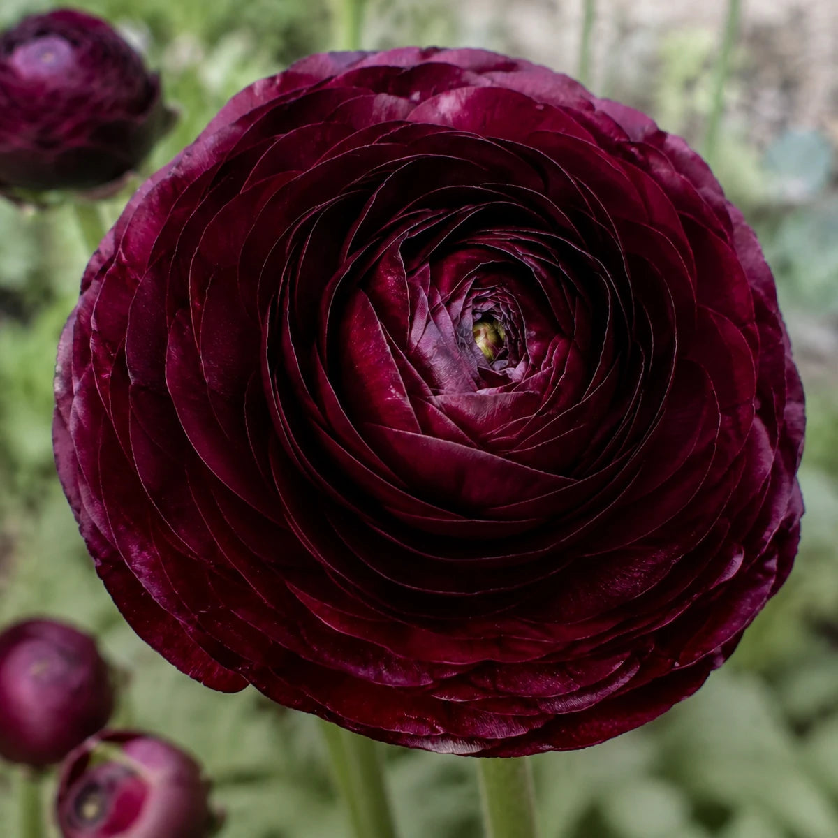 Close-up of a deep burgundy Ranunculus Elegance Noir bloom