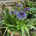 Scilla peruviana - image 2