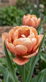 Tulip 'Copper Image' - image 2