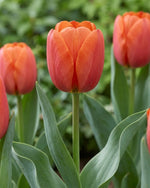 Tulip 'Jimmy' - image 2