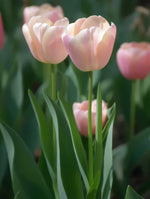 Tulip 'Menton' - image 2