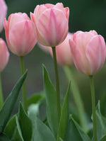 Tulip 'Mystic van Eijk' - image 2