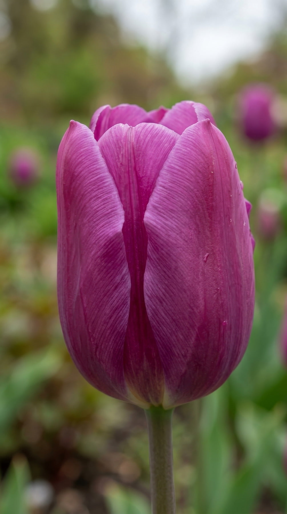 Tulip 'Purple Flag' - image 2