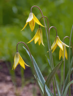 Tulip 'Sylvestris' - image 2