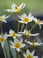 Tulip 'Turkestanica' - image 2