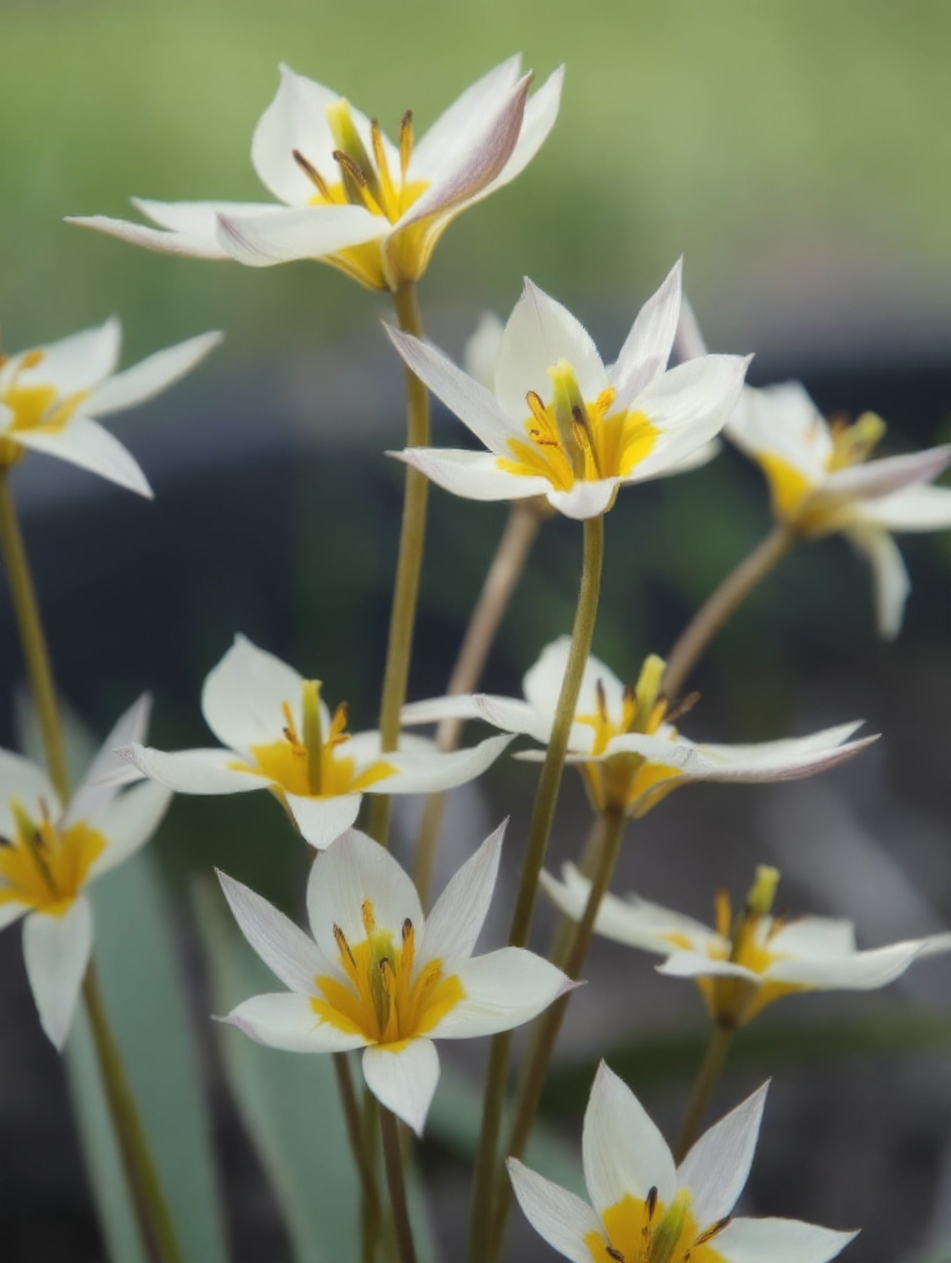 Tulip 'Turkestanica' - image 2