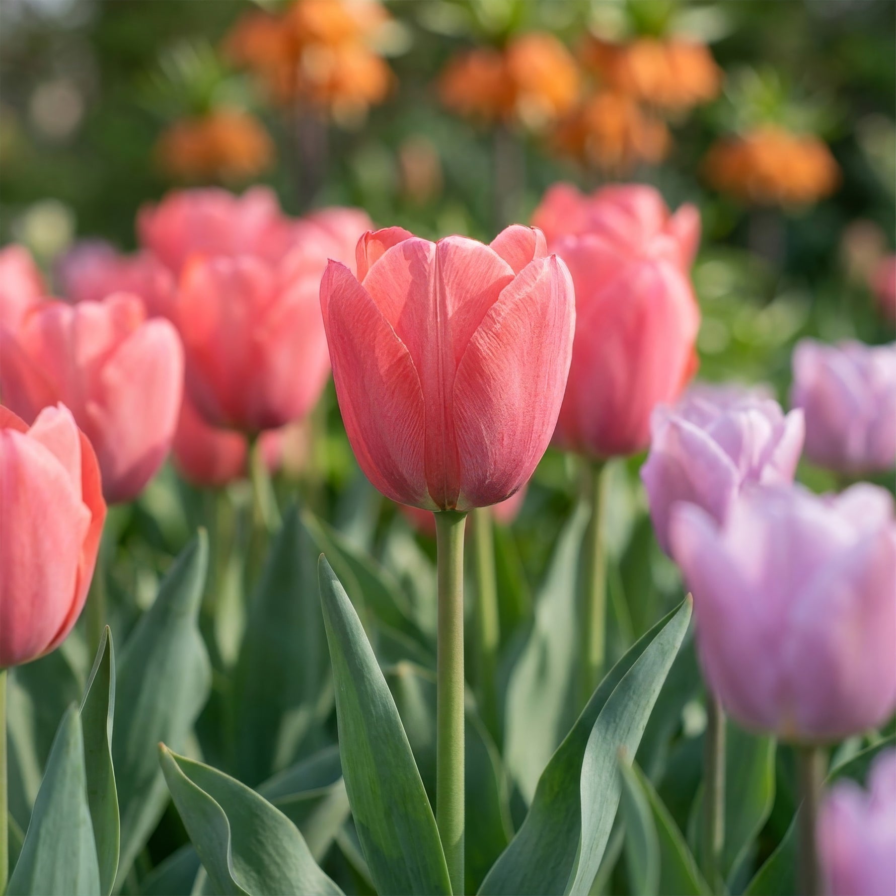 Tulip 'Van Eijk' - image 2