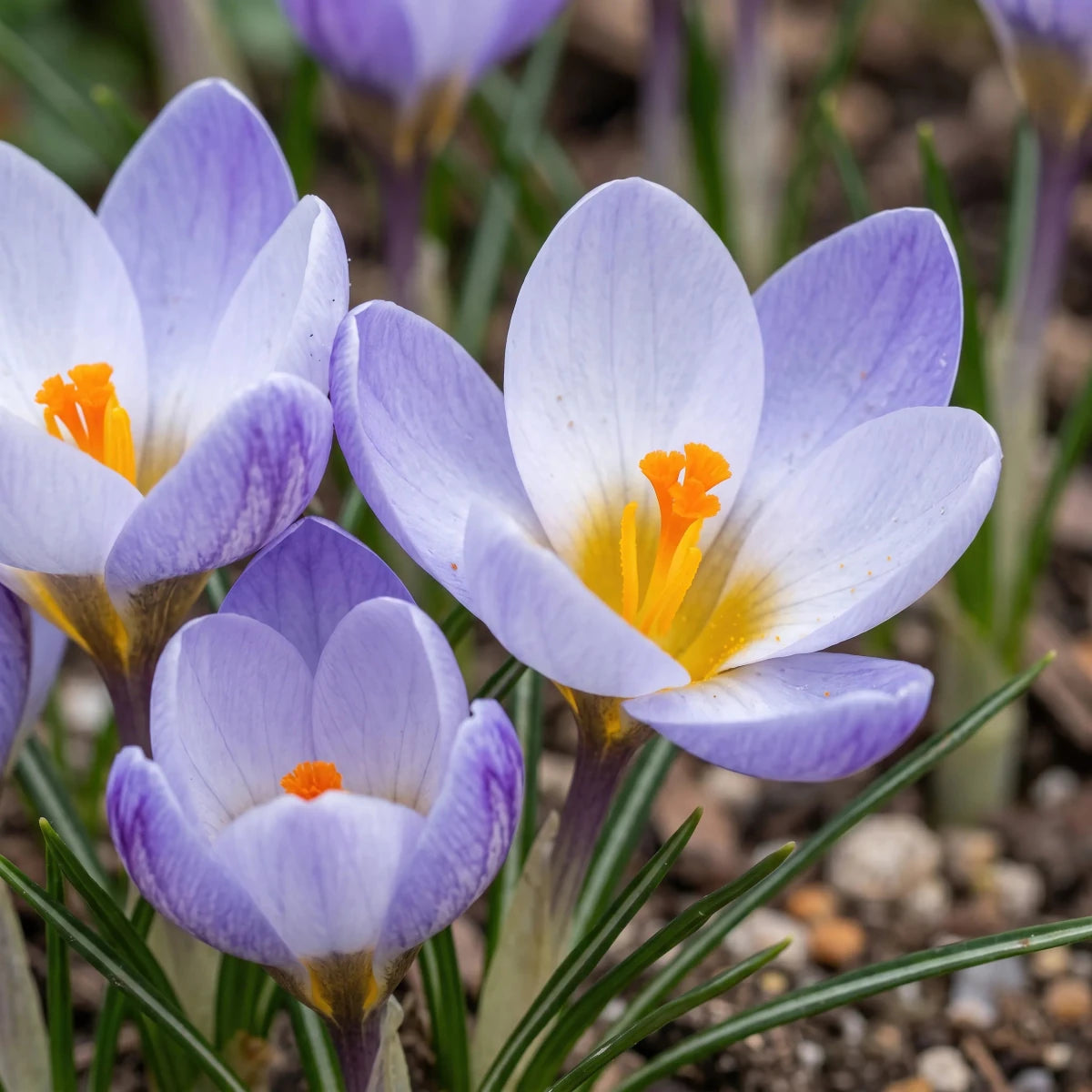 Crocus 'Blue Pearl' - Harding & Bloom