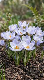 Crocus 'Blue Pearl' - Harding & Bloom