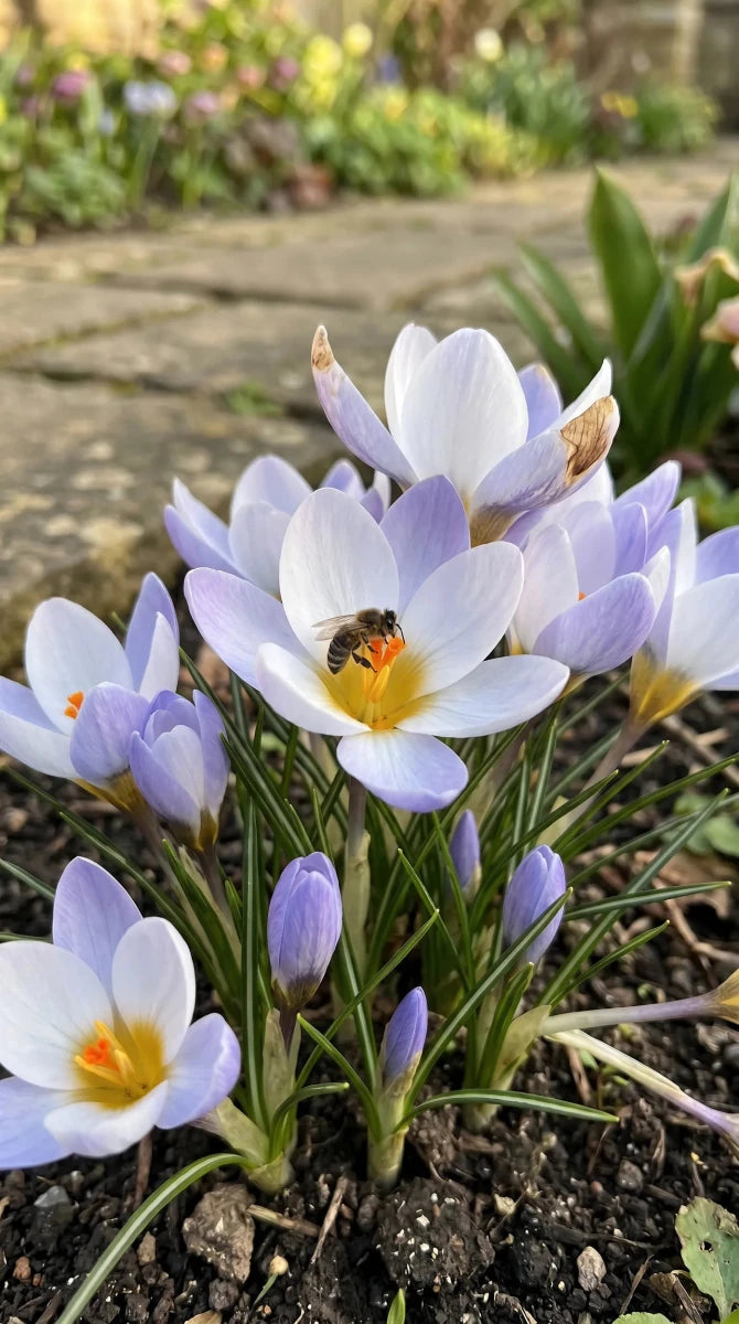 Crocus 'Blue Pearl' - Harding & Bloom