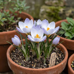 Crocus 'Blue Bird' - Harding & Bloom