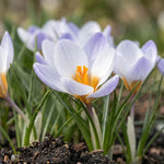 Crocus 'Blue Bird' - Harding & Bloom