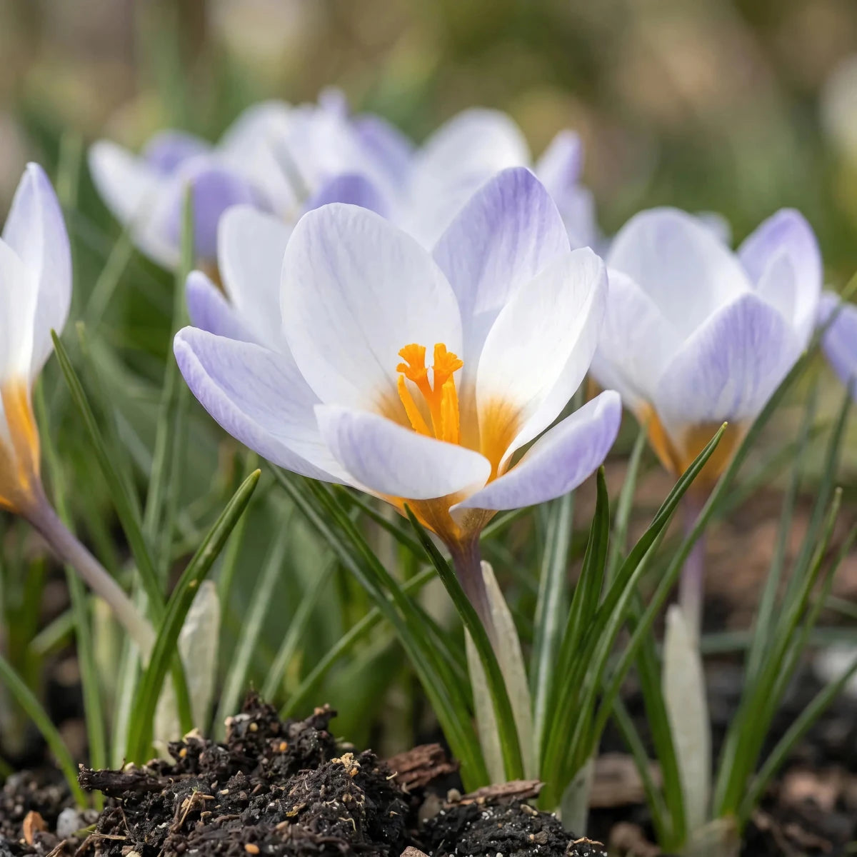 Crocus 'Blue Bird' - Harding & Bloom