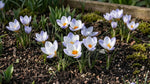 Crocus 'Blue Bird' - Harding & Bloom