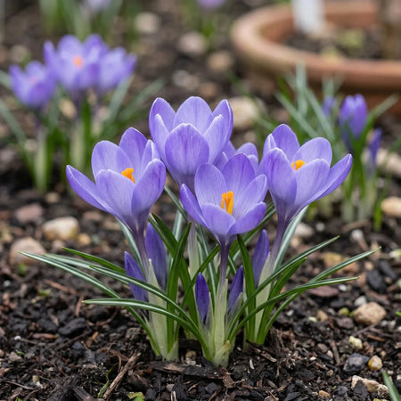 Crocus 'Aqua' - Harding & Bloom