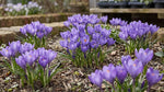 Crocus 'Aqua' - Harding & Bloom