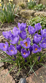Crocus 'Aqua' - Harding & Bloom