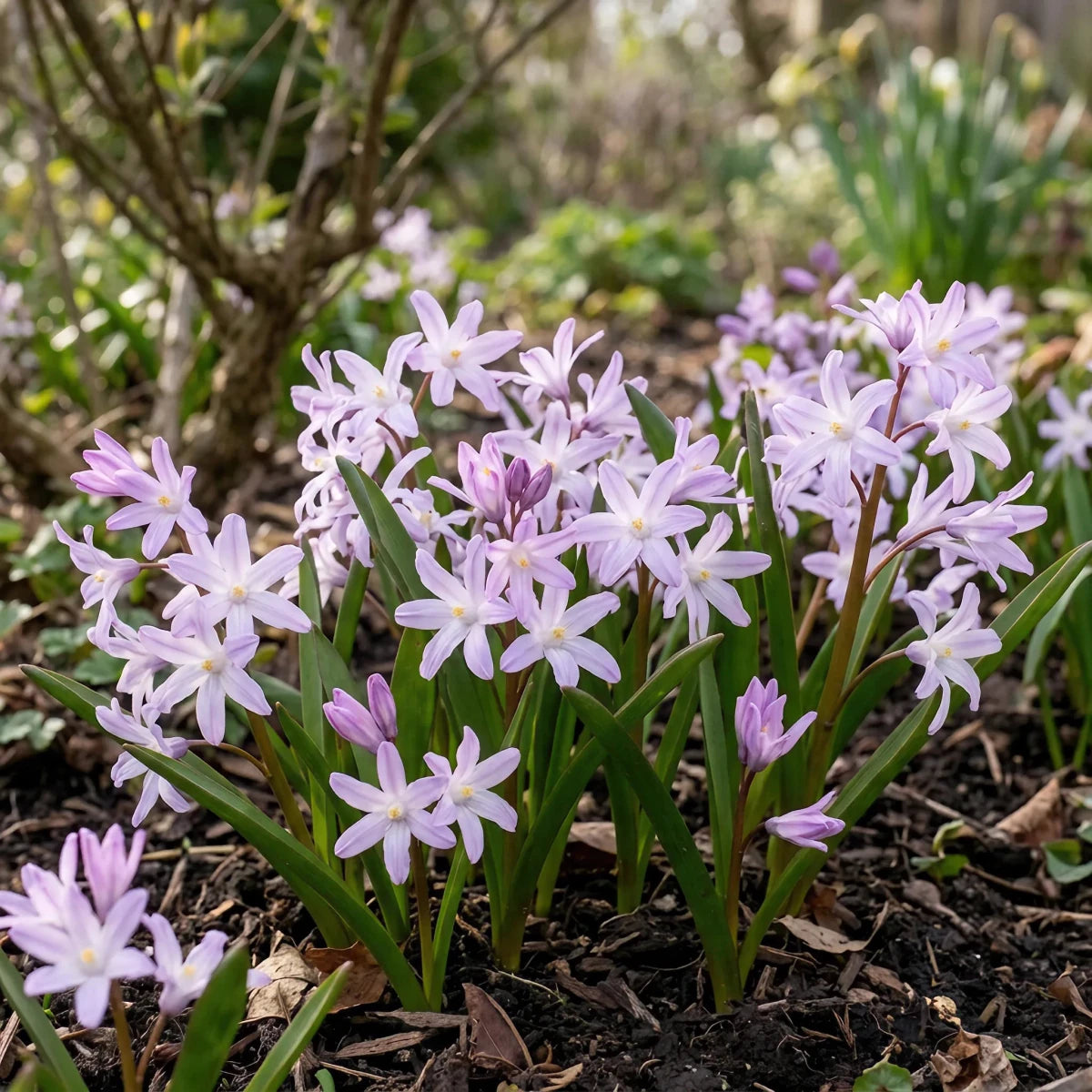 Chionodoxa 'Pink Giant' (Glory of the snow) - Harding & Bloom