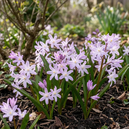 Chionodoxa 'Pink Giant' (Glory of the snow) - Harding & Bloom