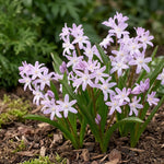 Chionodoxa 'Pink Giant' (Glory of the snow) - Harding & Bloom