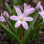 Chionodoxa 'Pink Giant' (Glory of the snow) - Harding & Bloom