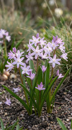 Chionodoxa 'Pink Giant' (Glory of the snow) - Harding & Bloom