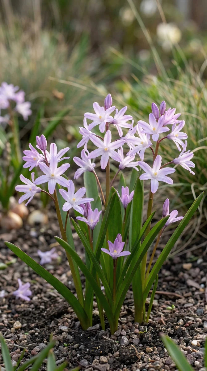 Chionodoxa 'Pink Giant' (Glory of the snow) - Harding & Bloom